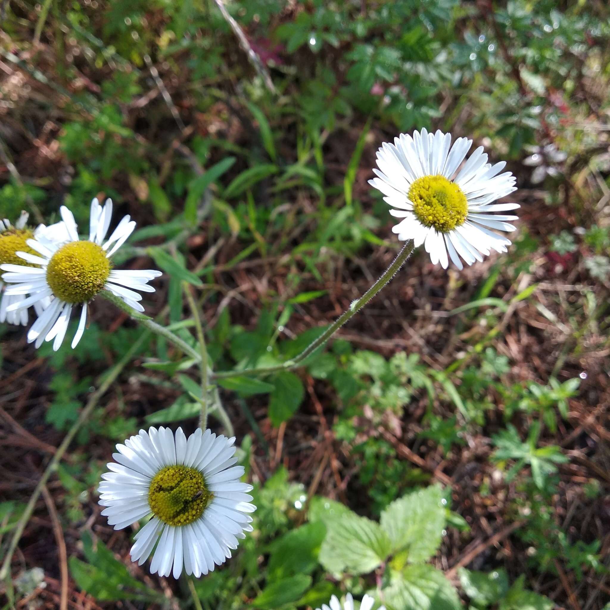 Plancia ëd Erigeron galeottii (Hemsl.) Greene