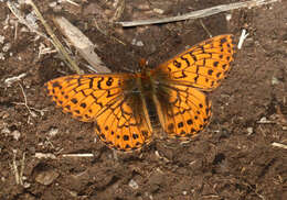 Plancia ëd Boloria chariclea