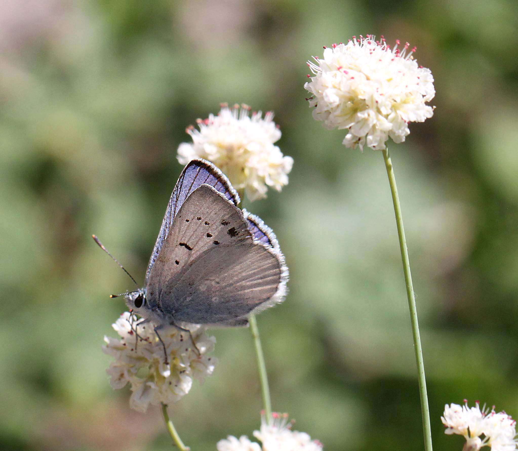 Image of Blue Copper