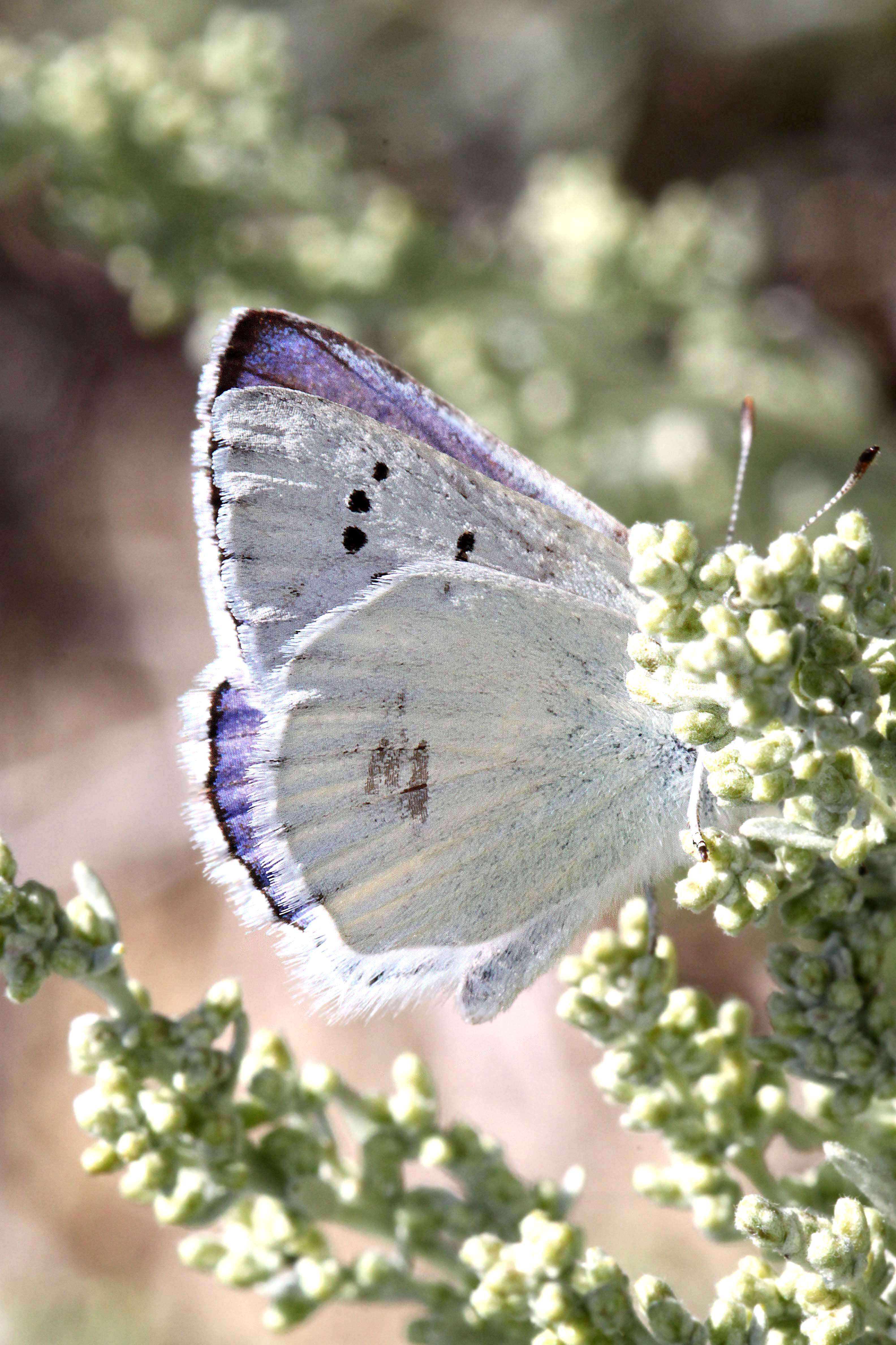 Image of Blue Copper