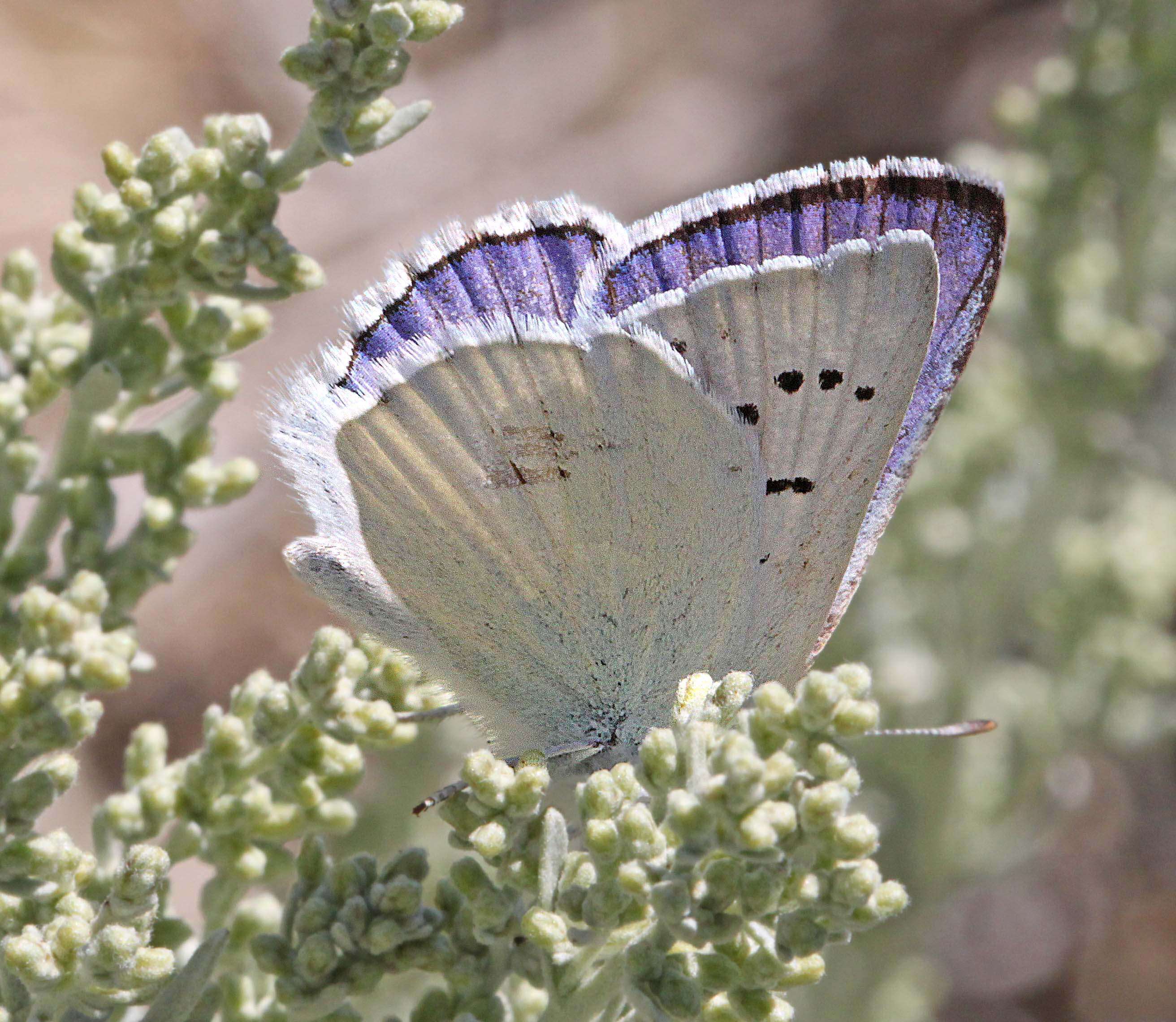 Image of Blue Copper