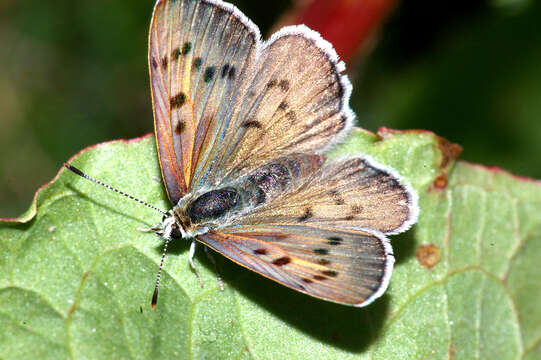 Image of Blue Copper