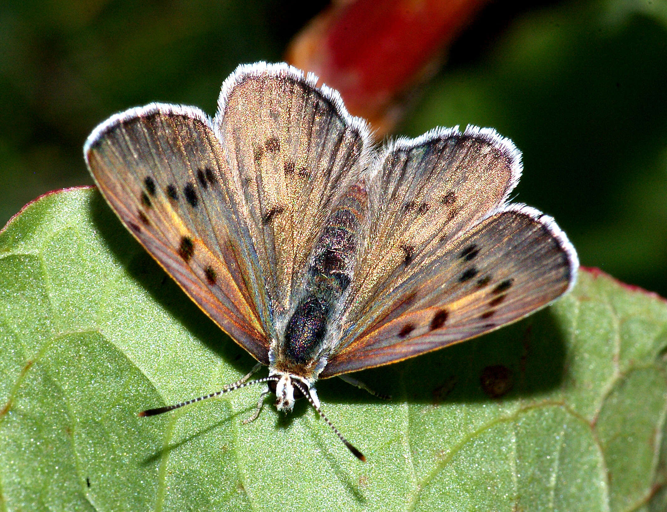 Image of Blue Copper