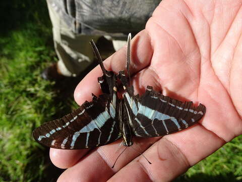 Image of Neographium