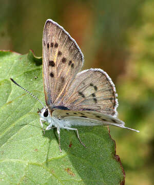 Image of Blue Copper