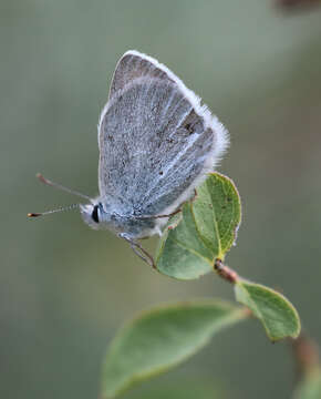 Image of Blue Copper