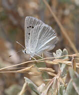 Image of Blue Copper