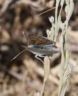 Image of Blue Copper