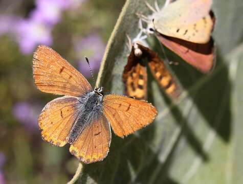 Image of Lilac-bordered Copper