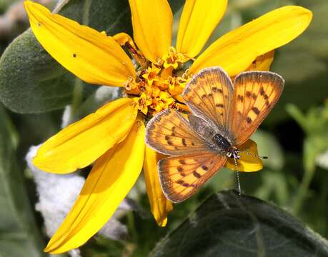 Image of Lilac-bordered Copper