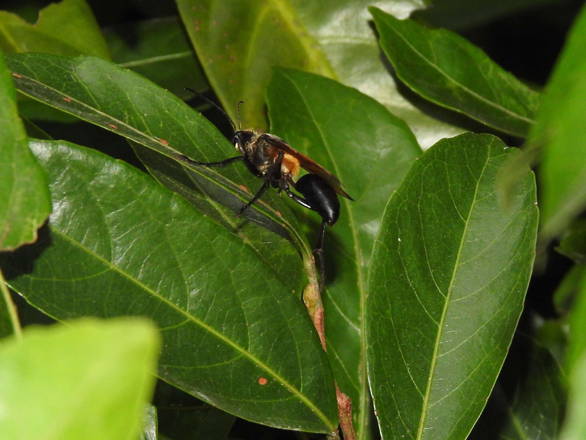 Image of Sphex diabolicus F. Smith 1858