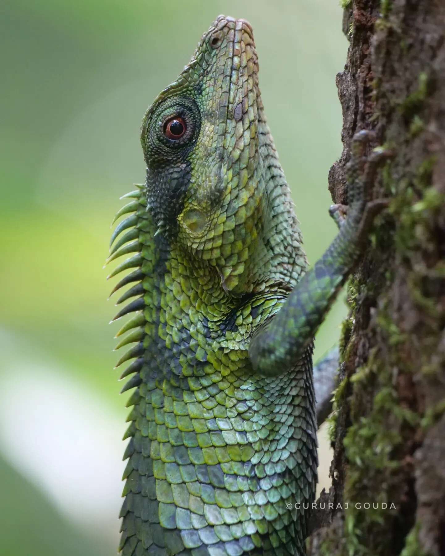 صورة Calotes nemoricola Jerdon 1853