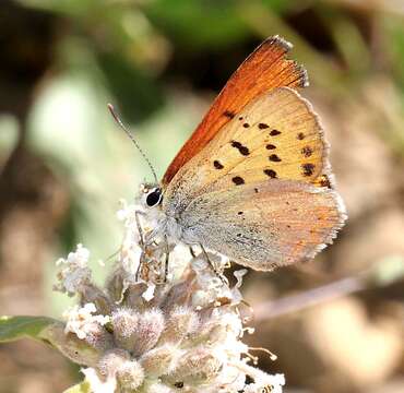 Image of Lilac-bordered Copper