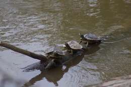 Image of Yellow Blotched Sawback