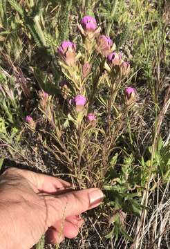 Imagem de Orthocarpus tenuifolius (Pursh) Benth.