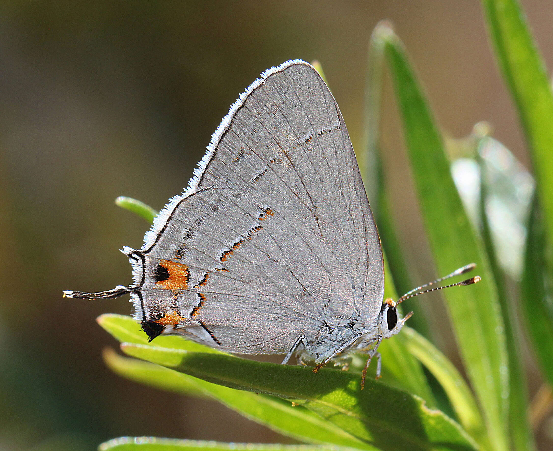 Image of Gray Hairstreak