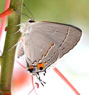 Image of Gray Hairstreak