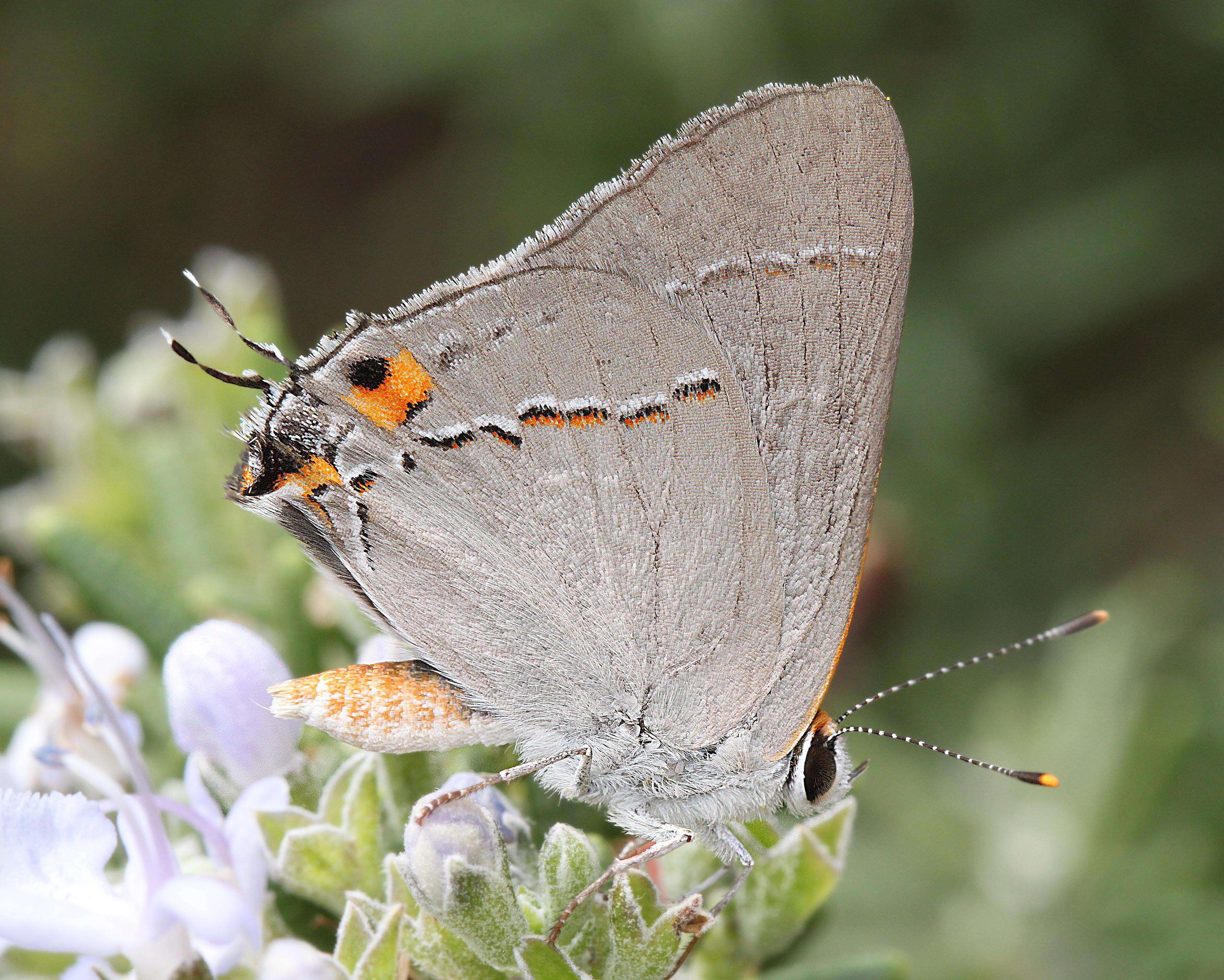 Image of Gray Hairstreak