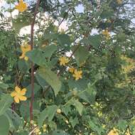 Image of Elephant's ear