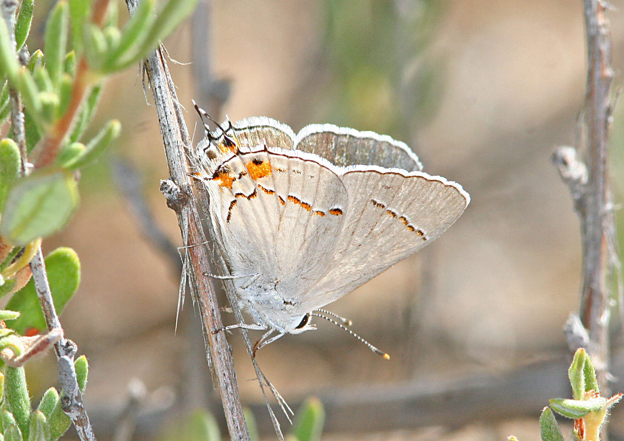 Image of Gray Hairstreak