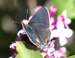 Image of Gray Hairstreak