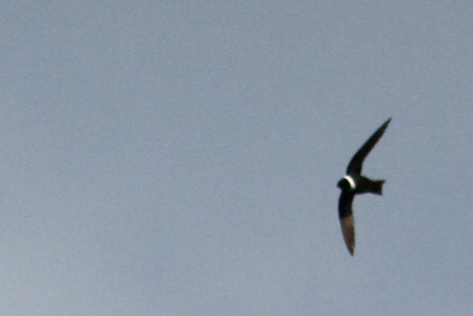 Image of White-collared Swift