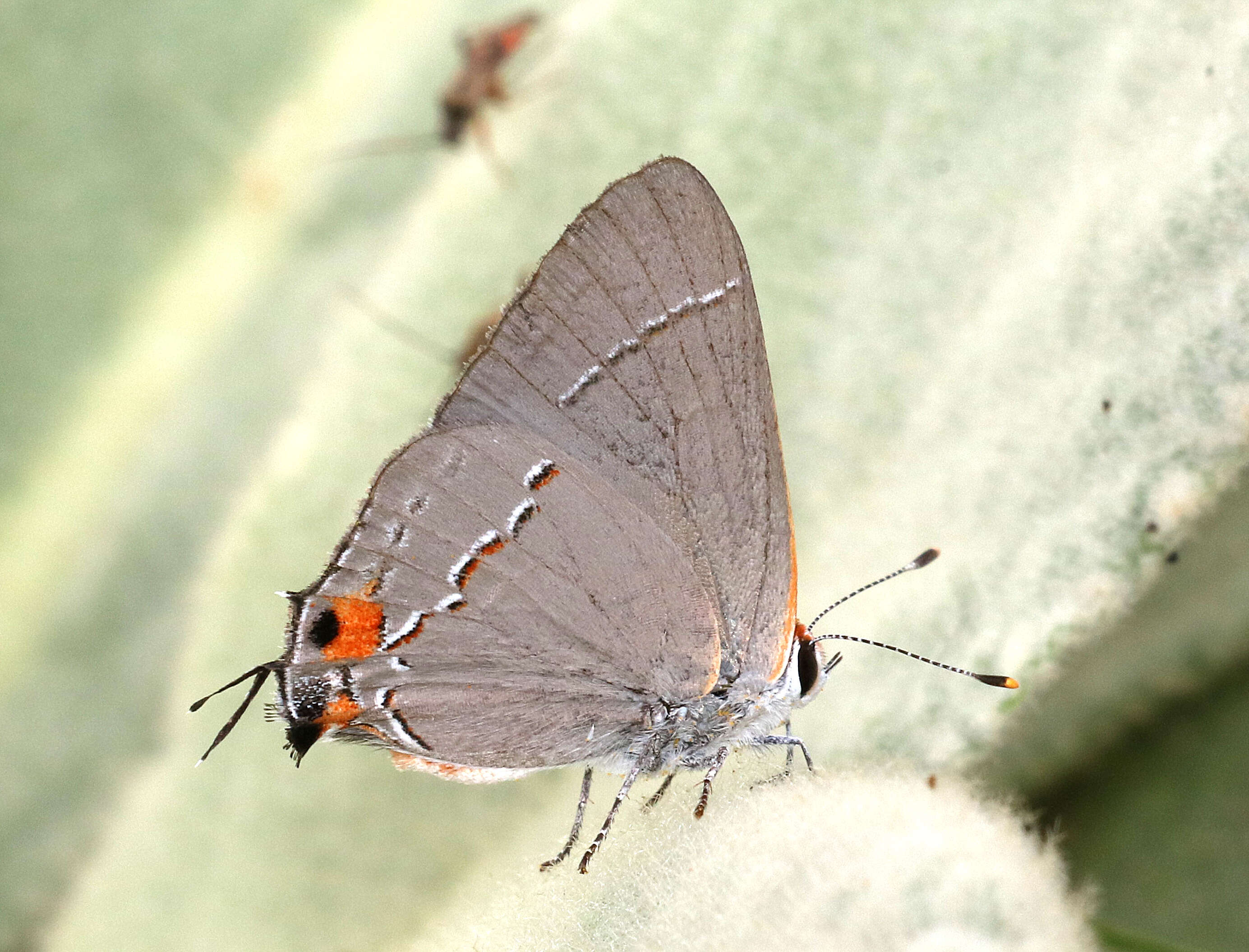 Image of Gray Hairstreak