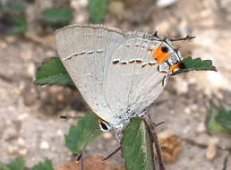 Image of Gray Hairstreak