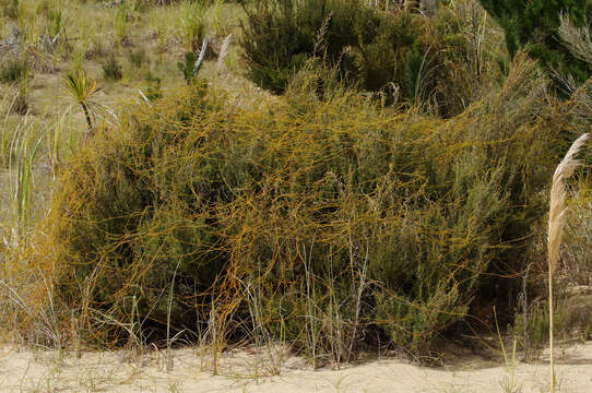 Image of Cassytha paniculata R. Br.