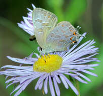 Image of Satyrium liparops