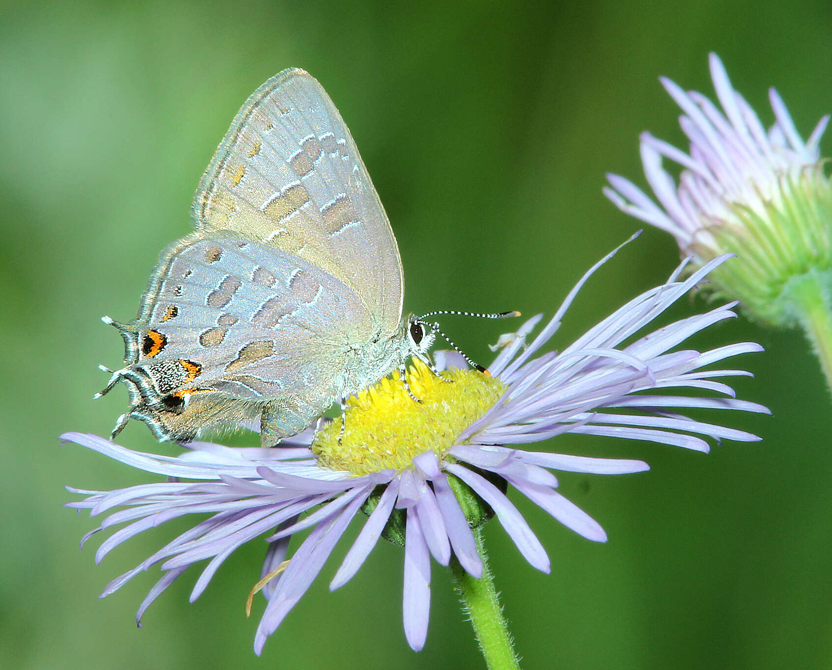 Image of Satyrium liparops