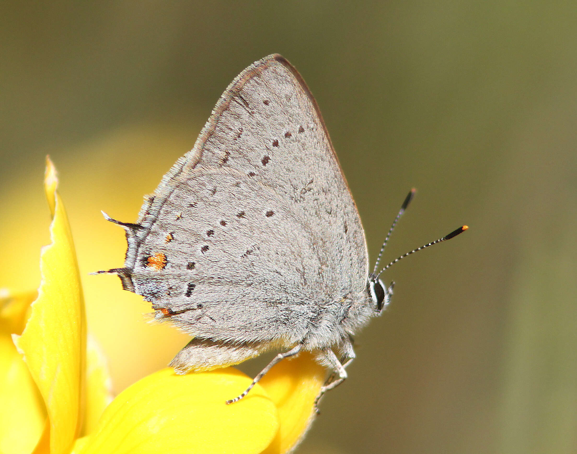 Image of California Hairstreak