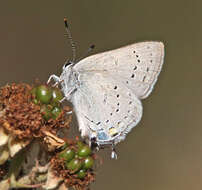 Image of California Hairstreak