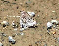 Image of California Hairstreak