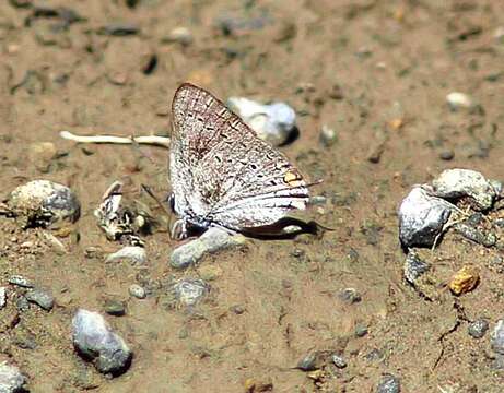 Image of California Hairstreak