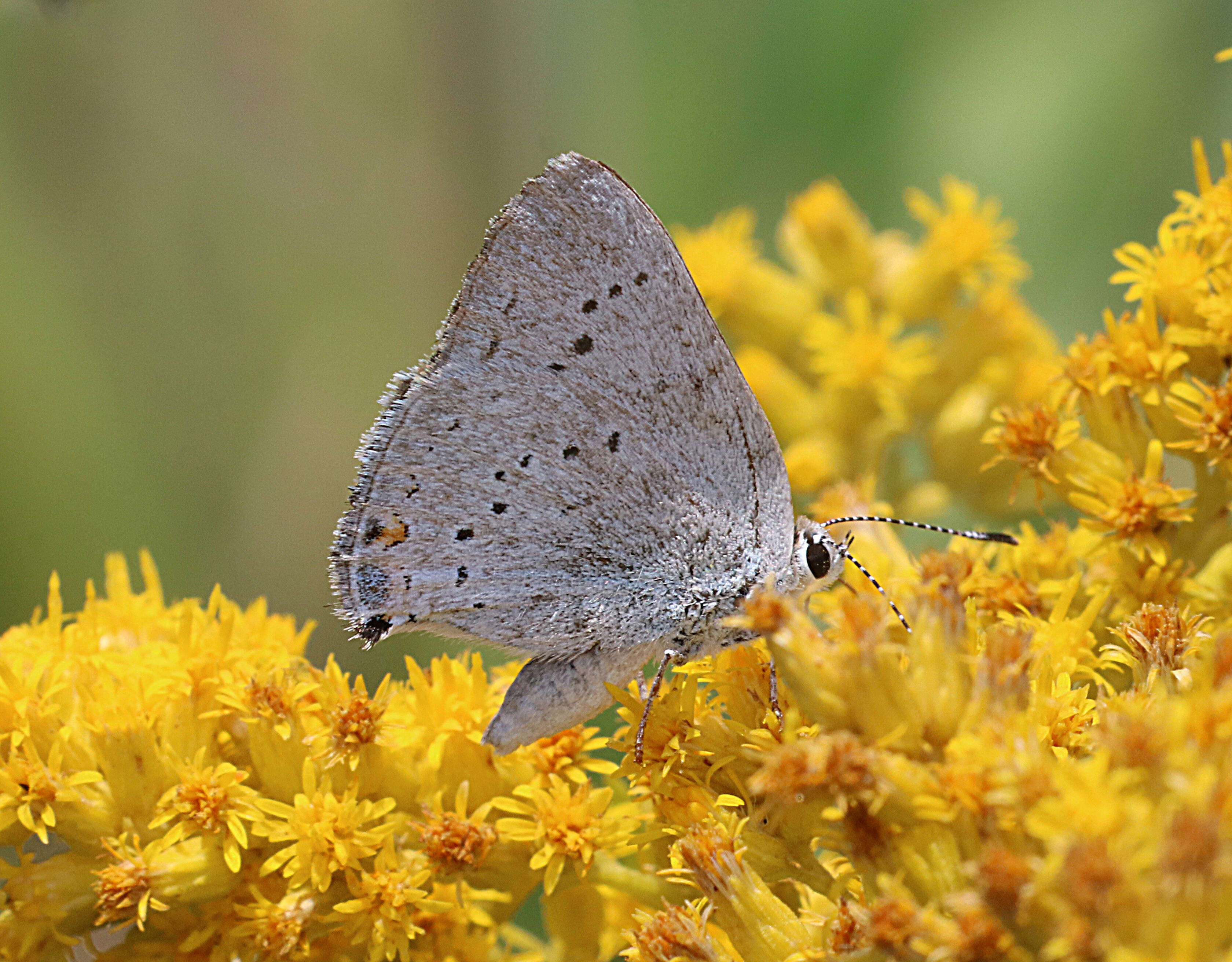 Image of California Hairstreak