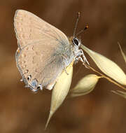 Image of Satyrium saepium