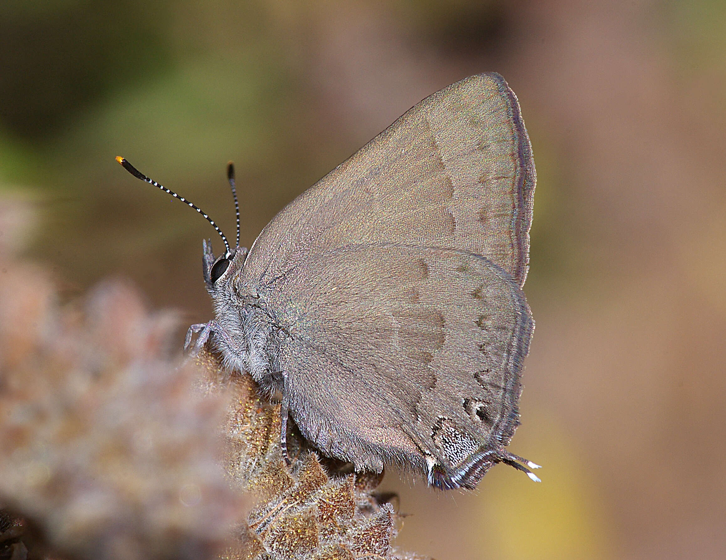 Image of Satyrium saepium