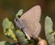 Image of Satyrium saepium