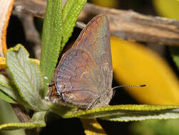 Image of Satyrium saepium