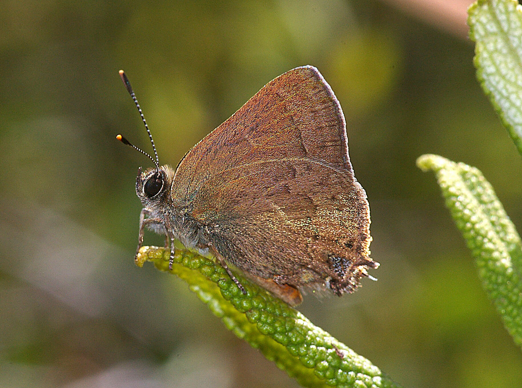 Image of Satyrium saepium