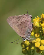 Image of Satyrium saepium