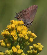 Image of Satyrium saepium