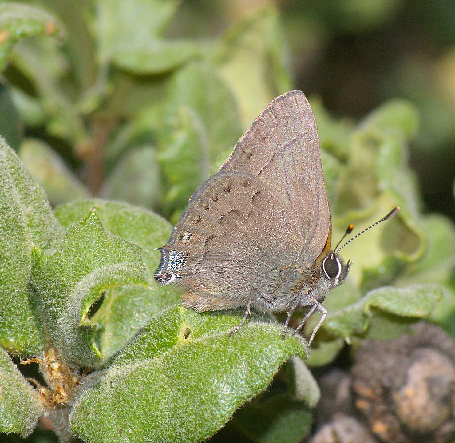 Image of mountain mahogany