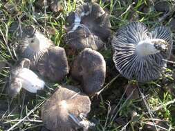 Image of Grey Agaric