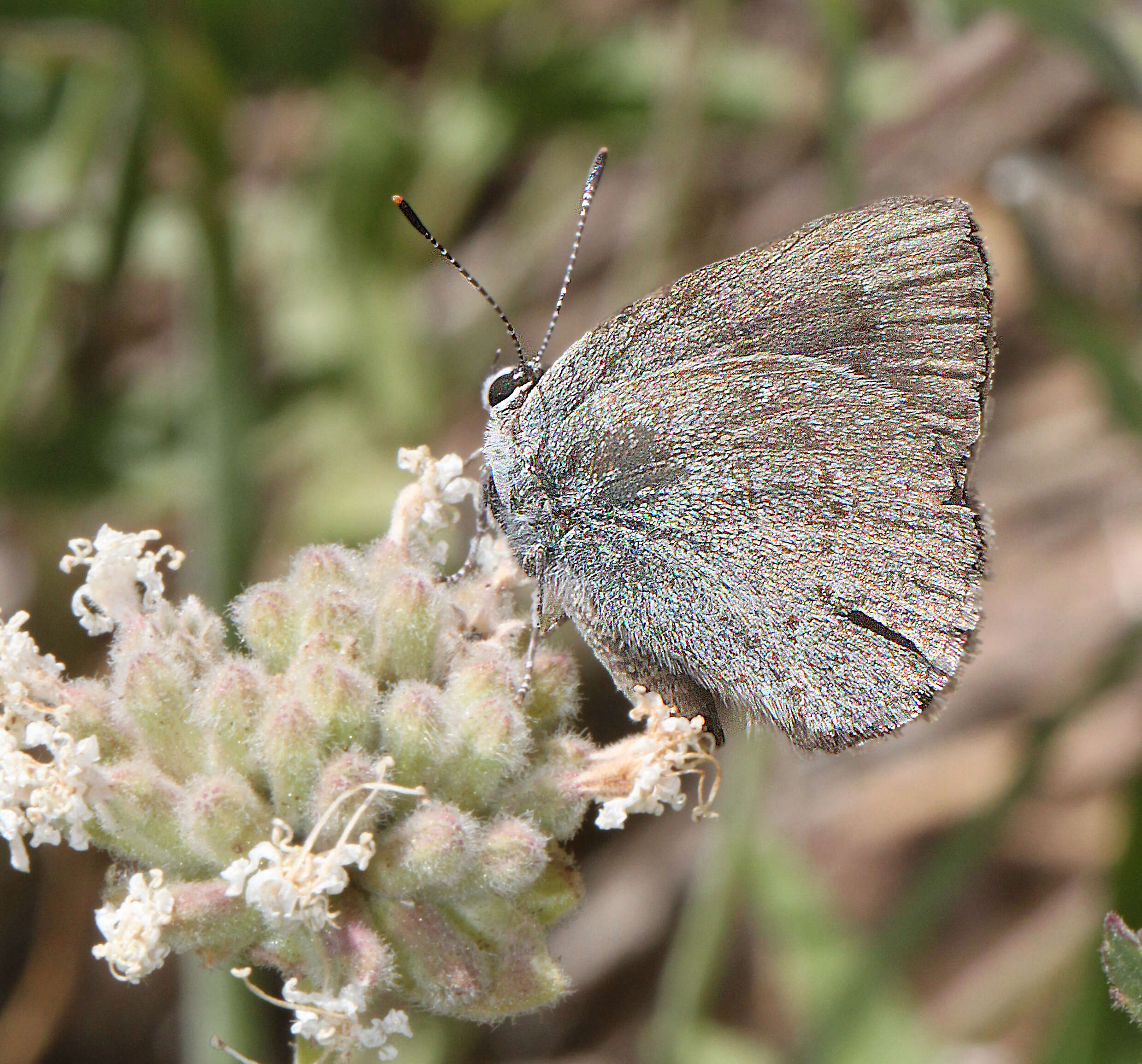 Image of Satyrium fuliginosum