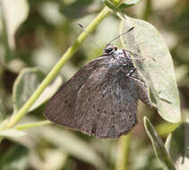 Image of Satyrium fuliginosum