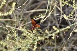 صورة Hemipepsis mauritanica (Linnaeus 1767)