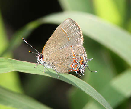 Image of Dusky-blue Groundstreak