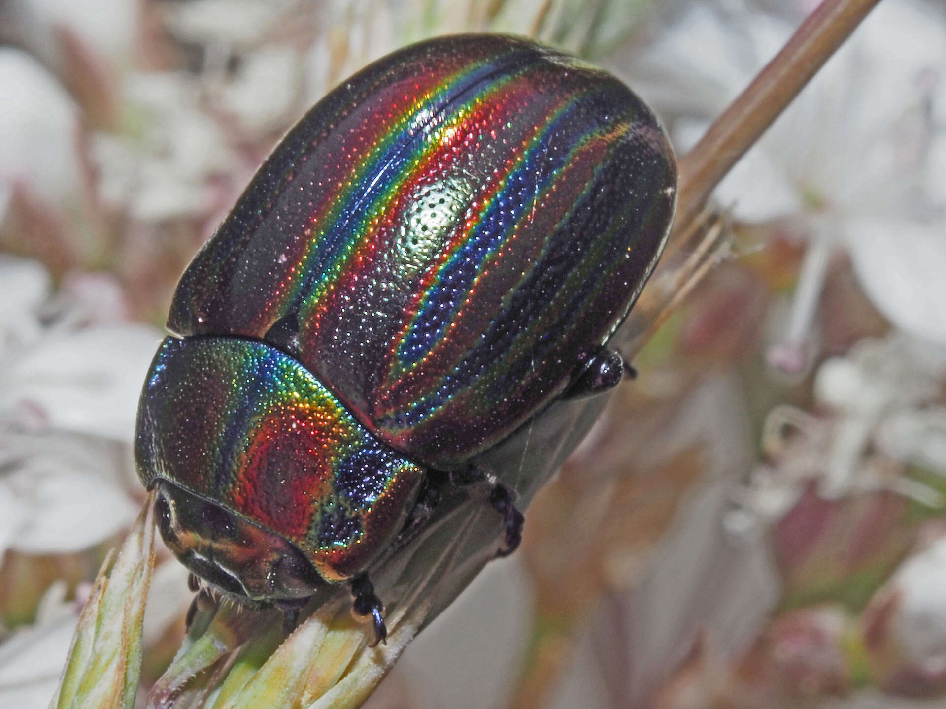 Image of Chrysolina cerealis (Linnaeus 1767)